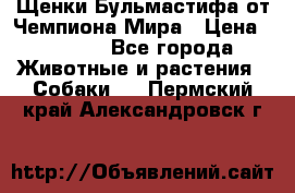 Щенки Бульмастифа от Чемпиона Мира › Цена ­ 1 000 - Все города Животные и растения » Собаки   . Пермский край,Александровск г.